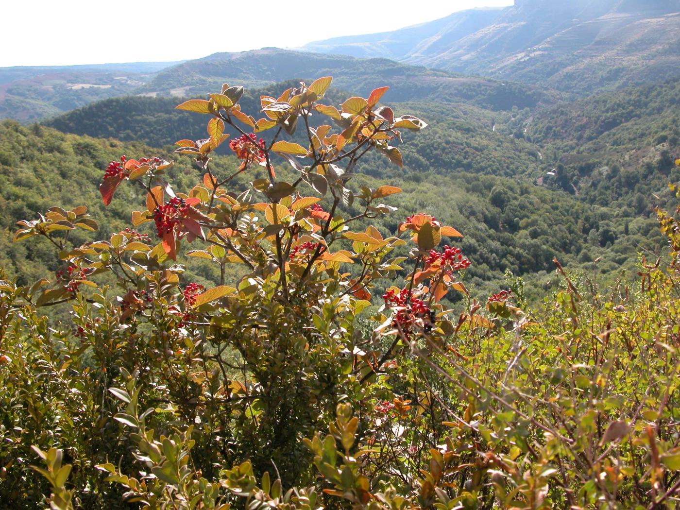 Wayfaring Tree plant